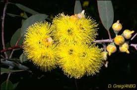 Image result for Combretum engleri