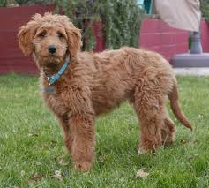 Look at pictures of goldendoodle puppies who need a home. Goldendoodle Wikipedia