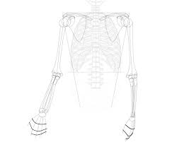 Bone structure medical educational vector. How To Draw A Skeleton Step By Step