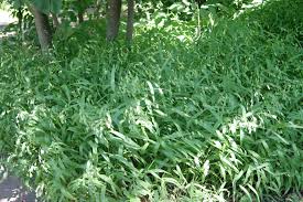 Image result for Chassalia umbraticola