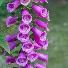 What do certain flowers symbolize? Flowers That Symbolize Protection A To Z Flowers