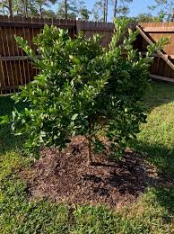 As with other trees, avoid mulching directly against the trunk of the citrus tree. Mulch A Plant S Security Blanket Gardening In The Panhandle
