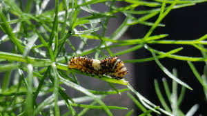First, they purge to clear themselves of excess waste before forming the chrysalis. Raising Eastern Black Swallowtails Lewis Ginter Botanical Garden