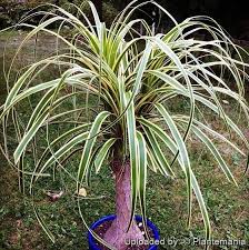 Image result for Beaucarnea recurvata