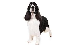 English Springer Spaniel Dog Breed Information