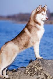  Siberian Husky Red Dog Outdoor In Spring On Rocks Near Water Blue Lake Siberianhusky Siberian Husky Husky Dogs Red Husky