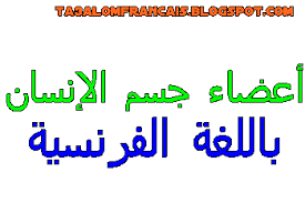 تعلم اللغة الفرنسية للمبتدئين تعلم اللغة الفرنسية بسهولة تعليم اللغه الفرنسيه مترجمه بالعربي أعضاء جسم الإنسان باللغة الفرنسية مع الترجمة للعربية