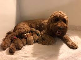 Therefore, we will go over the history of the goldendoodle. 7 Double Doodle Puppies Born Late Last Doodles And Doodles Labradoodles And Goldendoodles Facebook