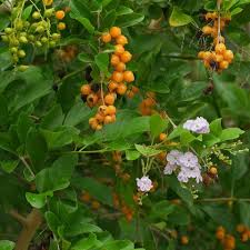 These shrubs grow only a few feet in height and spread, but they sport bright blooms and interesting foliage that goes well beyond a basic green. Berries Plant Identification