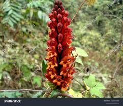 Image result for Disa polygonoides