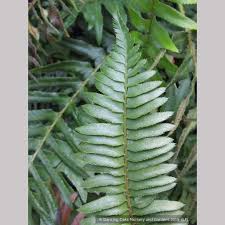 Image result for Polystichum