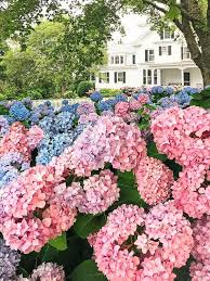 Nordstrom Anniversary Sale 2018 Gingham Skirt How To Build Summer Wardrobe Women Fashion Outfit I Beautiful Hydrangeas Hydrangea Landscaping Pink Hydrangea