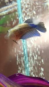 Cute *baby* betta fish shopping spree!! Baby Betta Needs Your Help I Am A Failing Mom Fishkeeper Who Keeps Losing Everything Betta Fish Forum 295939