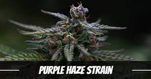 Purple Haze Strain Information And Review Ilgm
