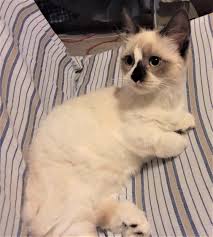 The newly born kittens are not capable of eliminating on their individual capacity in their. Cat Not Cleaning Her Poopy Butt Help Cats