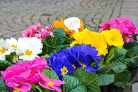 Find pictures of over 1,000 flowers with names on my pinterest board. 27 Different Types Of Primrose Flowers For Your Garden Home Stratosphere