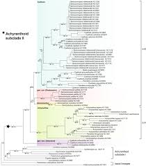 Image result for Kyphocarpa angustifolia