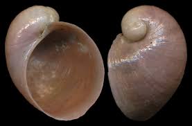 Image result for Premna velutina