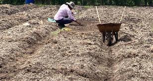 The Eldred Farm | Hand-powered, organic family farm in Barbados —  specialising in heirloom varieties
