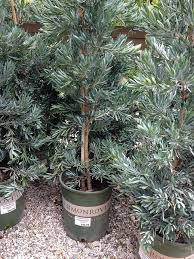 Learn more about moon valley. Podocarpus Elongatus Icee Blue Icee Blue Yellow Wood Blue Tree Landscaping Patio Plants Dinosaur Garden