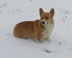 Maybe you would like to learn more about one of these? Pembroke Welsh Corgi Puppies For Sale Texas Page 2