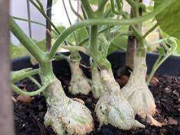 Image result for Kedrostis leloja