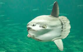 Mondfisch, ozean, meerestier, fisch, mola, mola mola, mola sunfish. Der Mondfisch Alle Infos Im Fisch Steckbrief