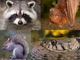 Montgomery county pest control from db pest solutions. Wildlife Control Animal Removal Montgomery County Pa