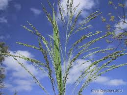 Image result for Panicum maximum