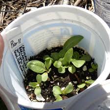 The common name lyreleaf greeneyes is a reference to the shape of the leaf, which is curved like a lyre and the green disc which is left behind when the ray florets drop off which is thought to look like an eye. Photo Of The Seedling Or Young Plant Of Chocolate Daisy Berlandiera Lyrata Posted By Molanic Garden Org