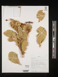 Image result for Maerua nervosa