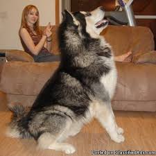 Legends giant mals (legends kennel giant alaskan malamutes) m'loot. Superior Quality Alaskan Malamute Puppies For Sale Price 1200 For Sale In Yoder Colorado Best Pets Online