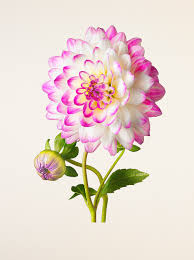 Image result for flowers