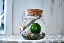 Marimo Moss Ball Aquarium Kit Moss Ball Aquarium Marimo Moss Ball Marimo Moss Ball Terrarium