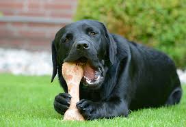 What kind of bones are safe for dogs. Is It Safe To Feed Bones For Dogs
