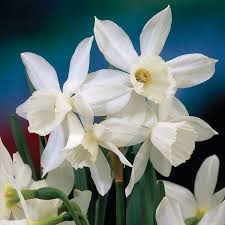 Thalia Fragrant Daffodil Flowers And Bulbs Veseys