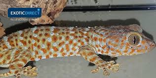 Maybe you've been doing searches like, pet stores near me that sell fish, or fish tanks for sale. that's a good way to start. Best Pet Lizards Exoticdirect