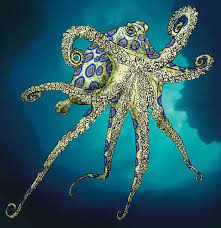 Blue Ring Octopus Octopus Art Octopus Octopus Photography
