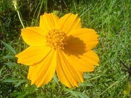 Desert Flower Names Flower Name Yellow Cosmos Scientific Name Cosmos Sulfureus Myanmar Desert Flowers Flower Names Cosmos