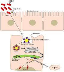 Mechanism Of Action Of The Shiga Toxin 1 Binding Of The Bacterium To Download Scientific Diagram