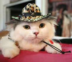 Memes my cat , cat in a cowboy hat, cat pain meme (5) Cats In Cowboy Hats Album On Imgur