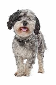 We did not find results for: Maltese Shih Tzu Dog Breed Information Temperament Health