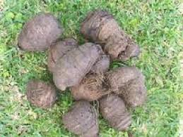 Image result for Hypoxis angustifolia