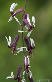 Image result for Rhynchosia elegans