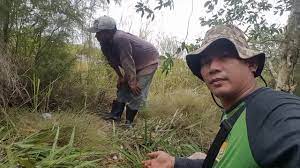 Lelah nya dongkel cucur atap. Bonsai Bangka Berburu Cucur Atap N Nasi2 Bilbelbol Garden Pangkalpinang Youtube