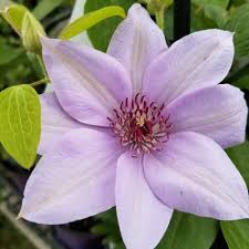 Image result for Clematis dolichopoda