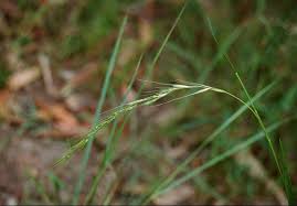 Image result for Aristida stipoides