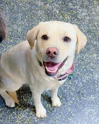 Camp Canine (@nycampcanine) · Instagram 照片和视频