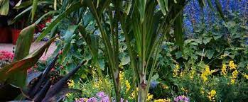 On the right sidebar you can look for the plant based on the environment it grows, season, plant type, flower color, fruit or seedpod color, use, and geographic location in north america. Genista Species Easter Broom Sweet Broom Genista Spachiana