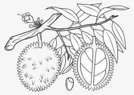 Seuss imagination with your kids morning work cat in the hat is one of the best childrens books of all times. Duck Chicken Coloring Book Rooster Egg Hen Clipart Transparent Png 355x340 Free Download On Nicepng